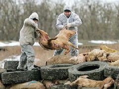 網傳“今珠多糖可防治非洲豬瘟”是真是假？