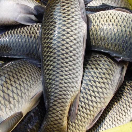 草魚中檢測出獸藥殘留，為什么水產(chǎn)品頻頻中招