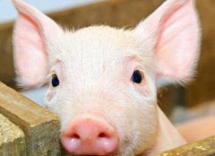 瘦肉精檢測(cè)儀如何杜絕豬肉“瘦肉精”問(wèn)題？